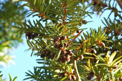 Taxus baccata - tis červený - plod a list